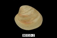 藏品(褐邊黃文蛤)的圖片